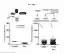 Fig. 43 - Mps1 and KNL1 phosphorylation system