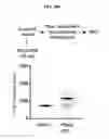 Fig. 44 - Mps1 and KNL1 phosphorylation system
