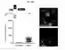 Fig. 45 - Mps1 and KNL1 phosphorylation system