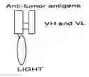 Fig. 01 - Methods for cancer therapy using mutant light molecules with increased affinity to receptors