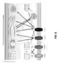 Fig. 15 - Methods for cancer therapy using mutant light molecules with increased affinity to receptors