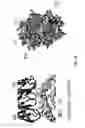 Fig. 19 - Methods for cancer therapy using mutant light molecules with increased affinity to receptors