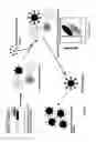 Fig. 25 - Methods for cancer therapy using mutant light molecules with increased affinity to receptors