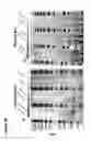 Fig. 11 - PEPTIDES, AND METHODS AND APPARATUS UTILISING SAME