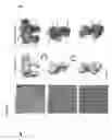 Fig. 17 - PEPTIDES, AND METHODS AND APPARATUS UTILISING SAME