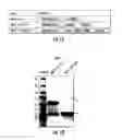 Fig. 02 - Compositions and methods for rendering tumor cells susceptible to CD8+ T cell-mediated killing