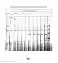 Fig. 08 - Anti-bed bug monoclonal antibodies and methods of making and uses thereof