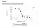 Fig. 71 - Methods of preventing inflammation and treating pain using anti-NGF compositions