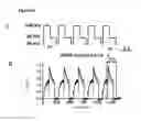 Fig. 46 - KV1.3 binding immunoglobulins