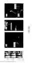 Fig. 10 - METHODS AND COMPOSITIONS FOR BI-SPECIFIC TARGETING OF CD19/CD22