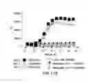 Fig. 23 - PD1 and/or LAG3 binders