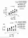 Fig. 31 - PD1 and/or LAG3 binders