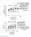 Fig. 33 - PD1 and/or LAG3 binders