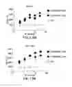 Fig. 35 - PD1 and/or LAG3 binders