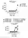 Fig. 41 - PD1 and/or LAG3 binders