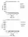 Fig. 13 - CTLA4 binders