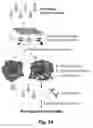Fig. 03 - Tumor selective macropinocytosis-dependent rapidly internalizing antibodies
