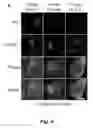 Fig. 08 - Tumor selective macropinocytosis-dependent rapidly internalizing antibodies
