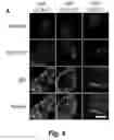 Fig. 11 - Tumor selective macropinocytosis-dependent rapidly internalizing antibodies