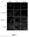 Fig. 16 - Tumor selective macropinocytosis-dependent rapidly internalizing antibodies