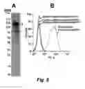 Fig. 18 - Tumor selective macropinocytosis-dependent rapidly internalizing antibodies