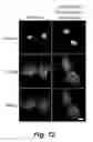 Fig. 24 - Tumor selective macropinocytosis-dependent rapidly internalizing antibodies