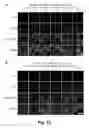 Fig. 26 - Tumor selective macropinocytosis-dependent rapidly internalizing antibodies