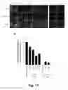 Fig. 29 - Tumor selective macropinocytosis-dependent rapidly internalizing antibodies