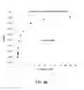 Fig. 12 - Methods for Treating Conditions Associated with MASP-2 Dependent Complement Activation