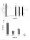 Fig. 23 - Identification and characterization of novel corrosion inhibitor molecules