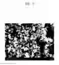 Fig. 02 - Phosphor and method for manufacturing the same