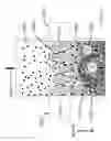 Fig. 40 - Acoustic perfusion devices