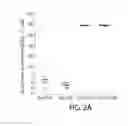Fig. 04 - Methods for improving the efficacy and expansion of immune cells