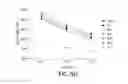 Fig. 10 - Methods for improving the efficacy and expansion of immune cells