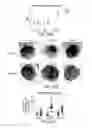 Fig. 56 - Methods for improving the efficacy and expansion of immune cells