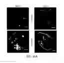 Fig. 57 - Methods for improving the efficacy and expansion of immune cells