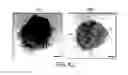 Fig. 65 - Methods for improving the efficacy and expansion of immune cells