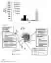 Fig. 32 - Enhanced adoptive cell therapy