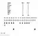 Fig. 33 - Enhanced adoptive cell therapy