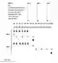 Fig. 34 - Enhanced adoptive cell therapy