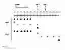 Fig. 35 - Enhanced adoptive cell therapy