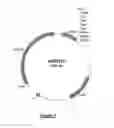 Fig. 05 - Microorganisms and methods for producing vanillin