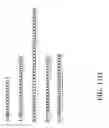 Fig. 25 - RECOMBINANT POLYNUCLEOTIDE SEQUENCE FOR PRODUCING ASTAXANTHIN AND USES THEREOF