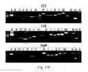 Fig. 29 - RECOMBINANT POLYNUCLEOTIDE SEQUENCE FOR PRODUCING ASTAXANTHIN AND USES THEREOF