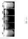 Fig. 37 - RECOMBINANT POLYNUCLEOTIDE SEQUENCE FOR PRODUCING ASTAXANTHIN AND USES THEREOF