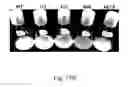 Fig. 38 - RECOMBINANT POLYNUCLEOTIDE SEQUENCE FOR PRODUCING ASTAXANTHIN AND USES THEREOF
