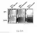 Fig. 48 - RECOMBINANT POLYNUCLEOTIDE SEQUENCE FOR PRODUCING ASTAXANTHIN AND USES THEREOF