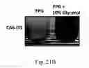 Fig. 49 - RECOMBINANT POLYNUCLEOTIDE SEQUENCE FOR PRODUCING ASTAXANTHIN AND USES THEREOF