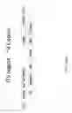 Fig. 54 - RECOMBINANT POLYNUCLEOTIDE SEQUENCE FOR PRODUCING ASTAXANTHIN AND USES THEREOF