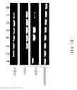 Fig. 57 - RECOMBINANT POLYNUCLEOTIDE SEQUENCE FOR PRODUCING ASTAXANTHIN AND USES THEREOF